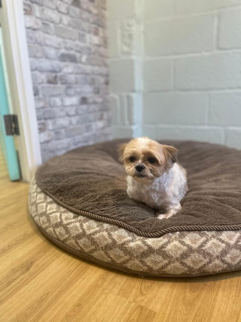 A small white-and-tan shih tzu sitting on a round dog bed on a wooden floor