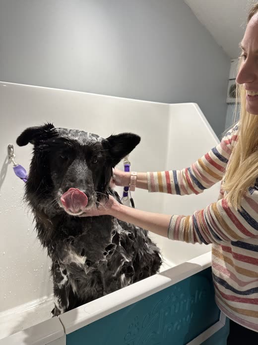 A wet black dog being washed in the salon bath, the groomer's hands working the coat