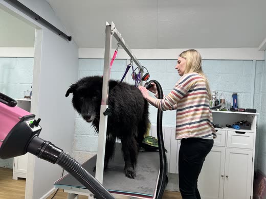 A large black dog on the raised grooming table being blow-dried