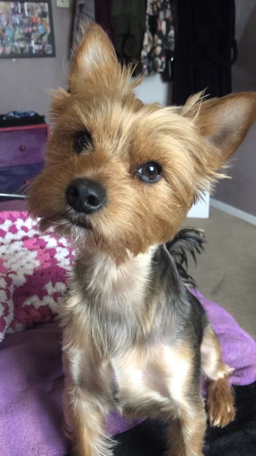 A freshly clipped yorkshire terrier sitting on a purple blanket