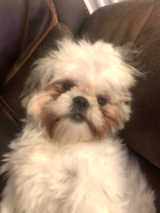 Close-up of a cream shih tzu with a freshly groomed face