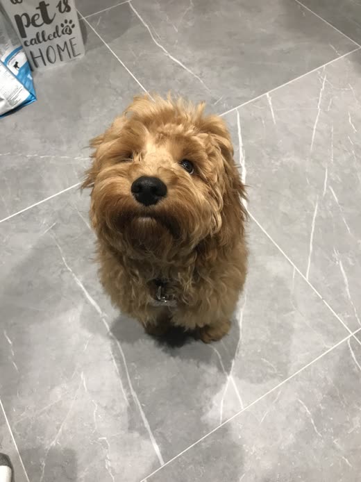 A damp sandy cockapoo on grey tiles just after its bath, cropped tight to the dog so the wall sign top-left is out of frame